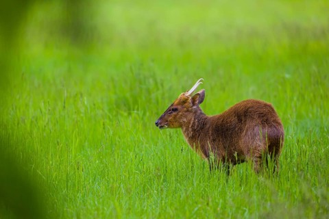One male Reeves's muntjac (Muntiacus reevesi) stands on a green meadow