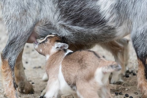 Pygmy goat mom, Capra hircus, suckling her newborn (s) on rocky soil