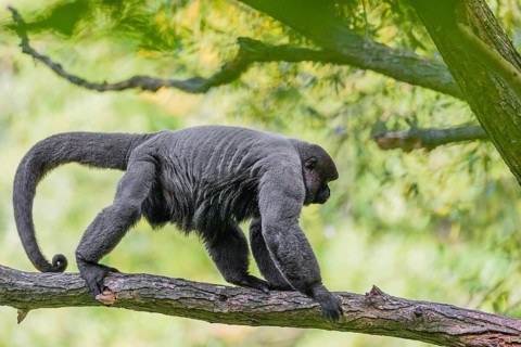 A common woolly monkey, brown woolly monkey, or Humboldt's woolly monkey (3) (Lagothrix