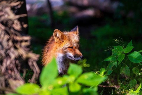 One adult red fox, Vulpes vulpes, standing in the undergrowth of a forest edge