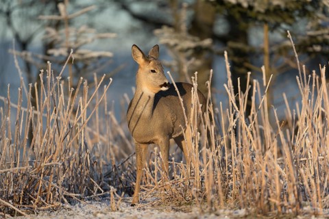 Roe deer standing in hoar frosted dead stinging nettle at minus 15 °C at sunrise. Trees and dead