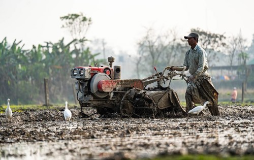 A farmer using hand tractor to plough an agricultural field at Mayong village in Morigaon, India on