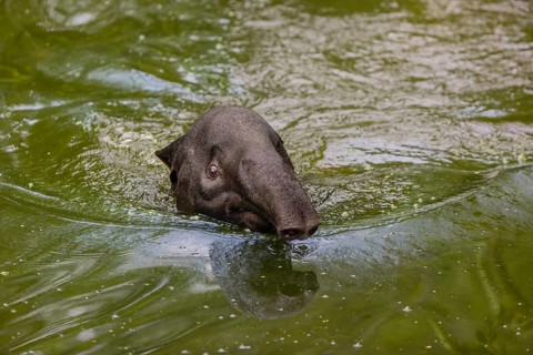 A Malayan tapir (Acrocodia indica) swims in a river