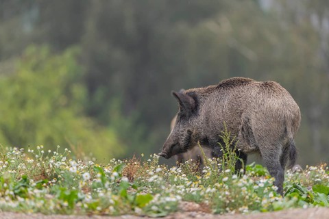 One adult wild boar or wild pig (Sus scrofa) searching for food on a flowering meadow in late
