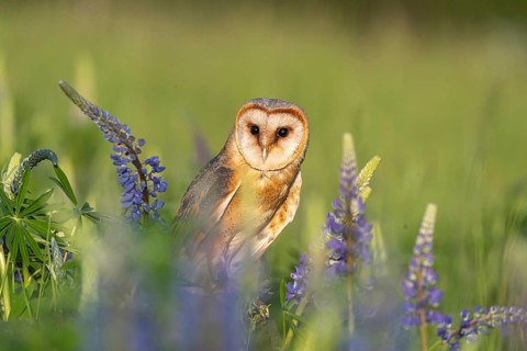 One barn owl (Tyto alba) sitting on a branch lying in a field of flowering lupines in late evening