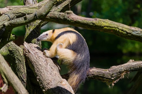 A southern tamandua (Tamandua tetradactyla), climbs up a tree in a forest