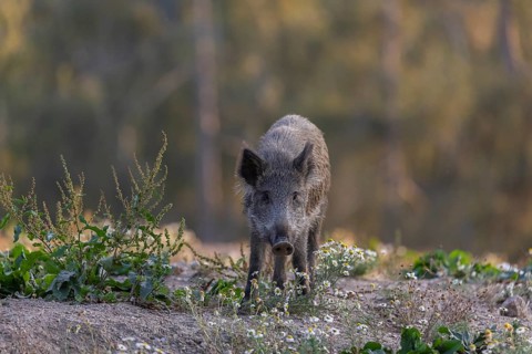 One adult wild boar or wild pig (Sus scrofa) searching for food on a flowering meadow in late
