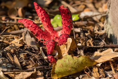 Octopus stinkhorn, Clathrus archeri, fungus