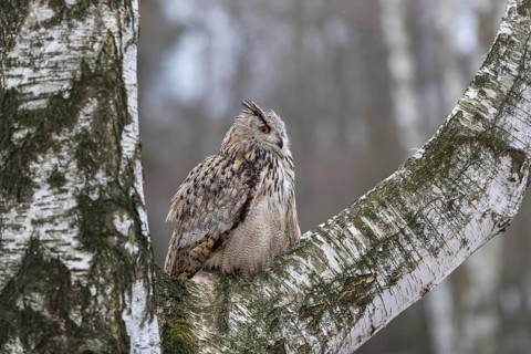 One Siberian Eagle Owl (Bubo bubo sibiricus) sitting on a branch of a birch tree