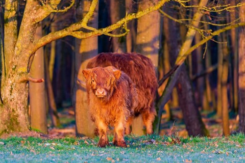 One Highland calf (Bos (primigenius) taurus) stands at a forest edge