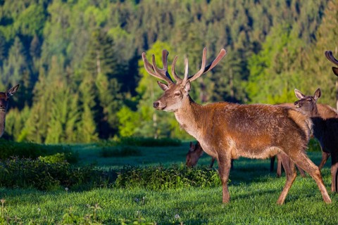 One male Altai maral, Altai wapiti or Altai elk (Cervus canadensis sibiricus) stands on a meadow in