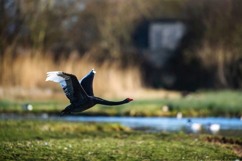 Black Swan, Cygnus atratus, bird in flight over winter marshes