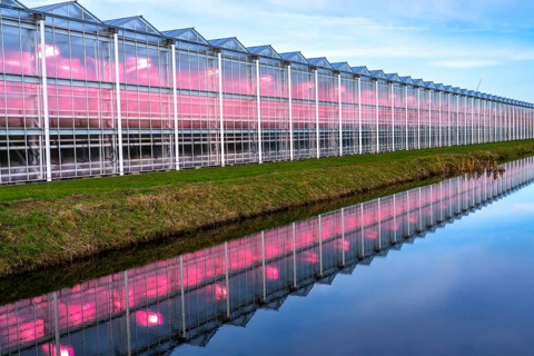 Large greenhouses for cucumbers and strawberries, over 10 hectares, the plants are artificially