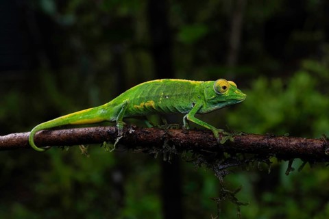 Male chameleon (Calumma marojezenze) in the rainforests of Marojejy National Park, north-east