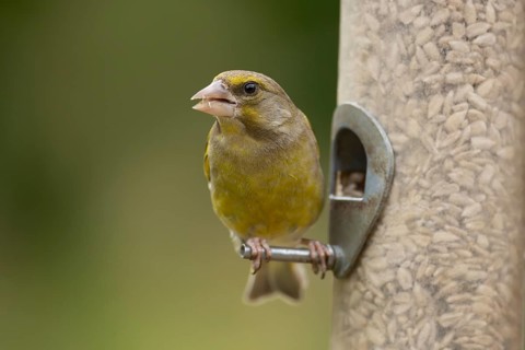 European greenfinch (Chloris chloris) adult bird feeding on a garden bird feeder with sunflower