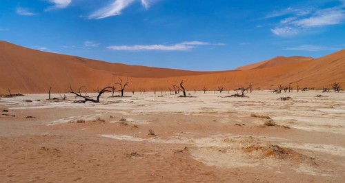 A dry desert landscape with withered trees under a blue sky, Dead camel thorn trees in Deadvlei,