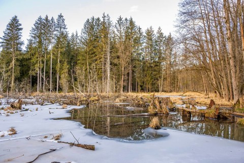Winterladscape of a swamp with ice, Lengenbach, Deining, Upper Palatinate, Bavaria, Germany, Europe