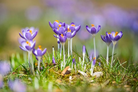 Flowering crocuses (Crocus) in the garden in springtime on a sunny day, Bavaria, Germany, Europe