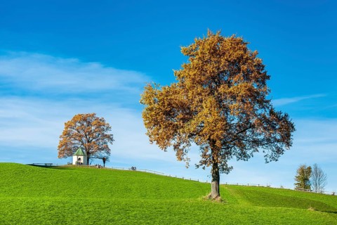 Green meadow with solitary oak tree in autumn, in the background the viewing chapel in Obereck near