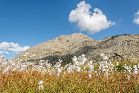 Cotton grass meadow in the Alps in a valley of the Gran Paradiso National Park. Valsavaranche,