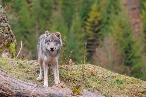 An adult male grey wolf (Canis lupus lupus) stands in a meadow on the top of a hill between a rock