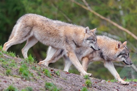 Two young grey wolves (Canis lupus lupus) run across the sloping meadow of a hill