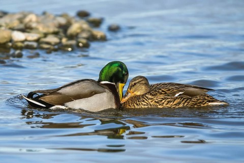 Mallard, Anas platyrhynchos, pair of birds on winter marshes