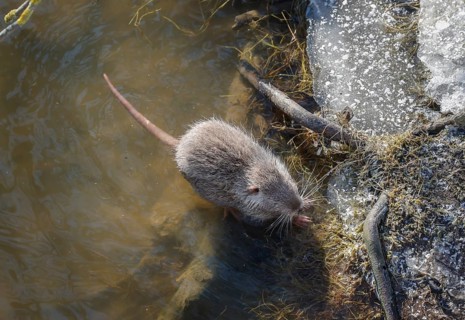 Hamm, North Rhine-Westphalia, Germany - Muskrat on the banks of the river Lippe, ice and snow on