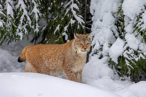 Eurasian lynx, Northern lynx (Lynx lynx lynx) hunting in thick snow in spruce forest in winter,