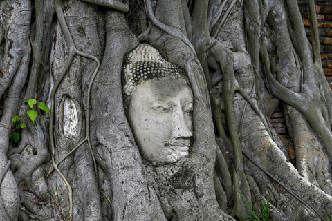 Sandstone Buddha head at the foot of a Bodhi tree in Wat Mahathat, Temple of the Great and Holy