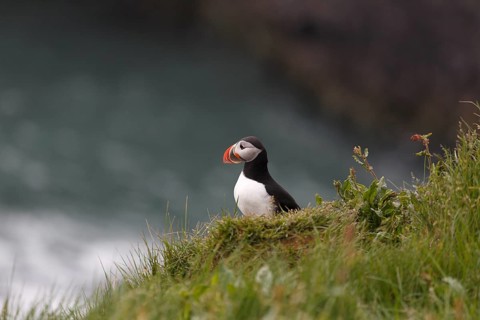 Atlantic Puffin, Common Puffin. Fratercula arctica, at the cliffs of Latrabjarg, Iceland, Europe