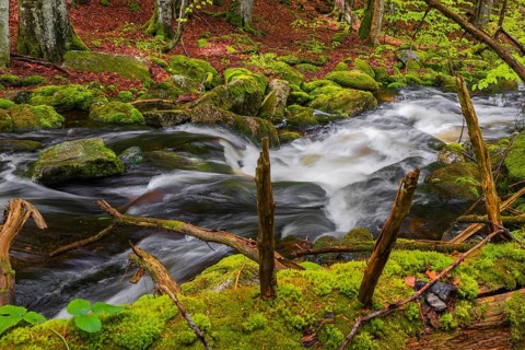 Kleine Ohe creek below Waldhaeuser village in the Bavarian Forest Nationalpark. Flowing water,