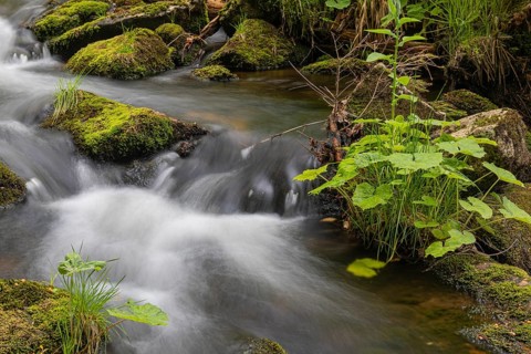 Kleine Ohe creek below Waldhaeuser village in the Bavarian Forest Nationalpark. Flowing water,