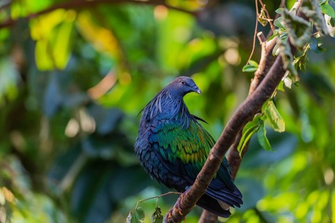 Nicobar Pigeon, Caloenas nicobarica, Nicobar Islands sits on a twig in a forest