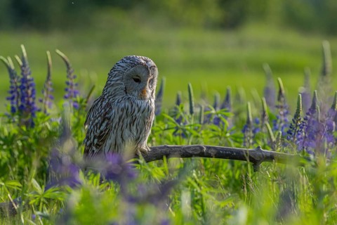 One Ural owl (Strix uralensis) sitting on a branch lying in a field of flowering lupines in late