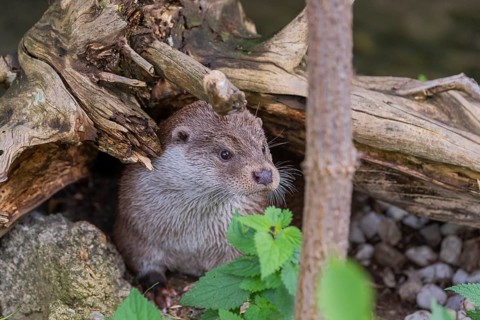 One Eurasian otter (Lutra lutra) resting on the pebbles of a river bank underneath a root of a