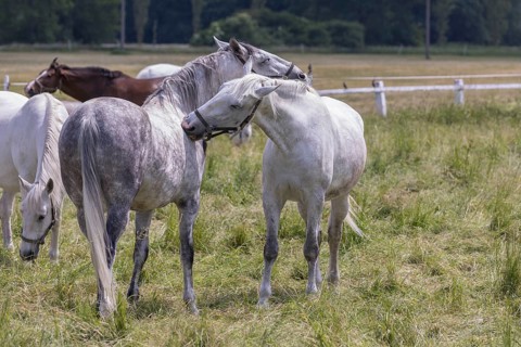 Kladruber horse, mares, grooming each other. National Stud Farm Kladruby nad Labem