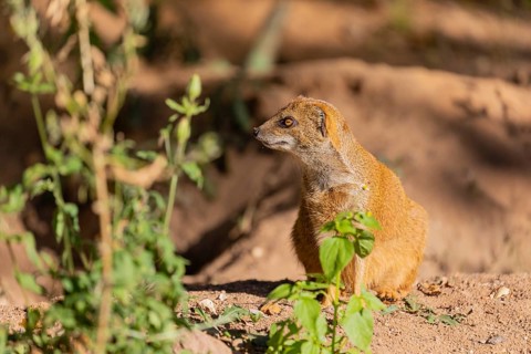 One yellow mongoose, Cynictis penicillata, or red meerkat sitting on sandy terrain