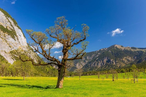 Nature conservancy area Grosser Ahornboden. Sycamore maple trees, Acer pseudoplatanus, in