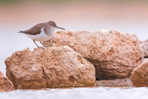 Common sandpiper (Actitis hypoleucos) Snipe bird, foraging in mud and rocks, resting, limicole,