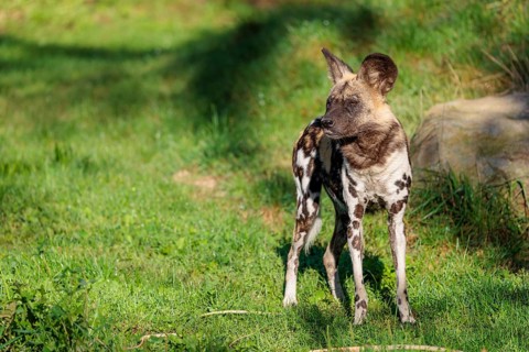 An African Wild Dog, Lycaon pictus, stands on a green meadow in bright sunlight, watching something