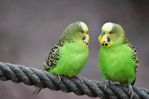 Budgerigars, (Melopsittacus undulatus) courtship display on a rope