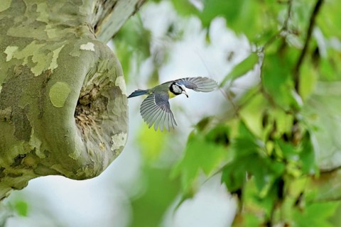 Blue tit (Parus caeruleus), with faeces in its beak on departure from the breeding den, Canton Zug,
