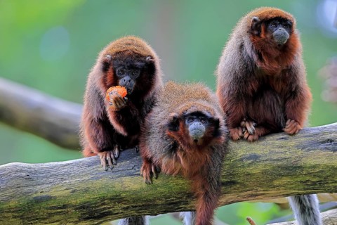Coppery titi (Plecturocebus cupreus, Syn.: Callicebus cupreus), three coppery titi, group, feeding,