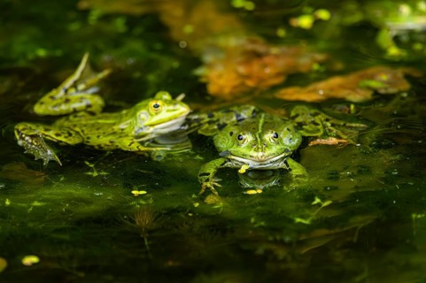 Edible frog (Pelophylax esculentus) in a little lake in the water, Bavaria, Germany, Europe