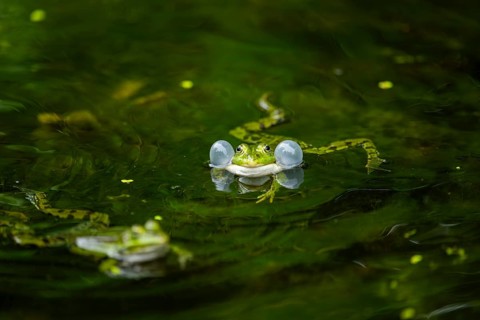 Edible frog (Pelophylax esculentus) in a little lake in the water, Bavaria, Germany, Europe