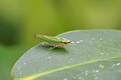 Rhododendron cicada (Graphocephala fennahi) sitting on a leaf of a rhododendron (Rhododendron),