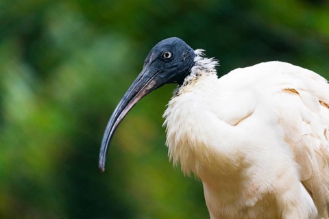 African Sacred Ibis (Threskiornis aethiopicus), portrait of adult bird, captive, Germany, Europe
