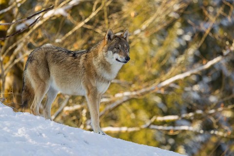 An adult female grey wolf (Canis lupus lupus) stands on a sloping, snow-covered meadow at the edge
