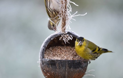 Siskin, (Spinus spinus) eats sunflower seeds from a coconut